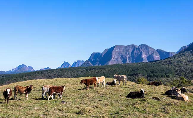 Eastern Arizona Counties Organization contributes ,000 to Range Rider Program to reduce Mexican wolf depredations on livestock