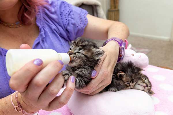 Arizona has an 86% Save Rate for Shelter Dogs and Cats 