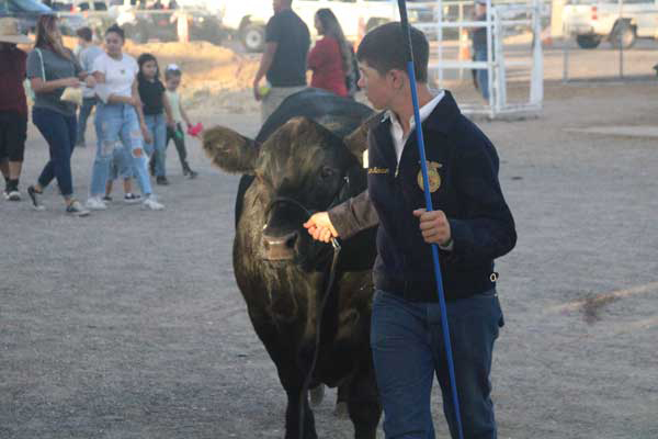 Clinics to help youths show animals at the fair