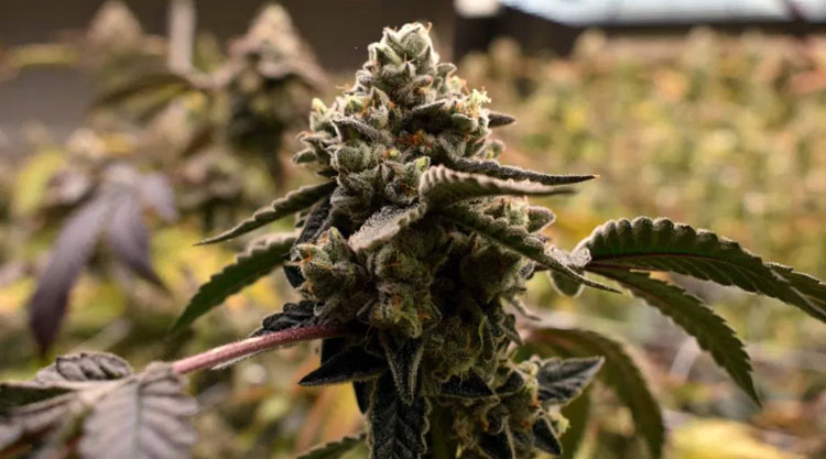 Discover the ultimate guide to indoor marijuana cultivation