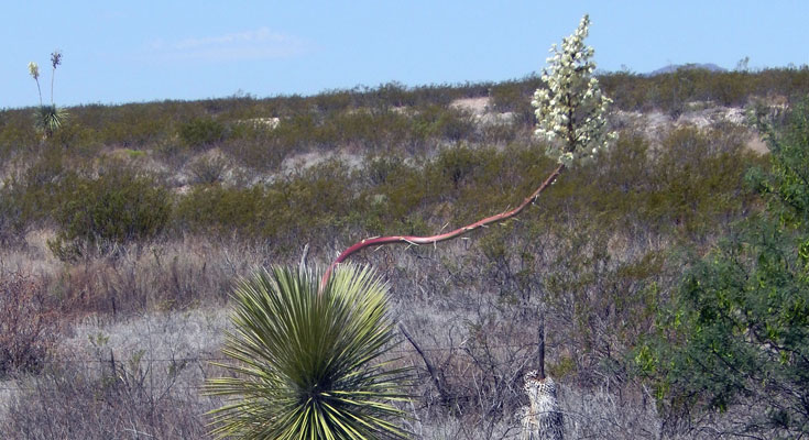 Editorial: Yuccas in bloom – The Gila Herald