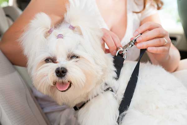 Furry Friends Can Cause Distracted Driving. Here’s How to Stay Safe