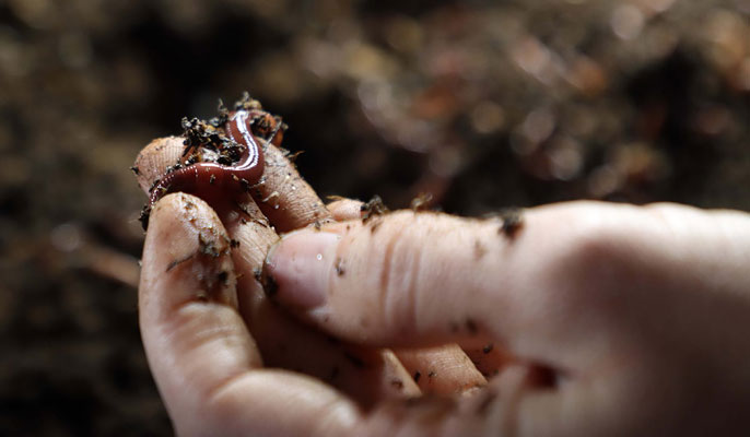 Wiggly workers: Arizona Worm Farm reduces food waste through vermicomposting