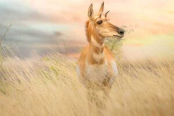 AZGFD: Arizona Wildlife Photo Contest Now Open
