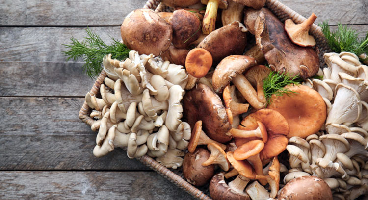 Beyond fetch: Exploring the healing magic of mushrooms for canine ailments