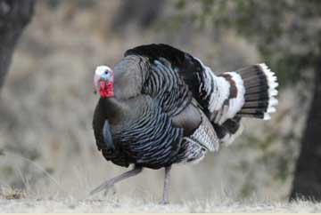 AZ Game recommends preparation for 2023 spring hunt draw