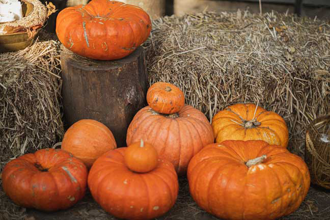 Lamb and Vine Pumpkin Patch, Maze opens Friday