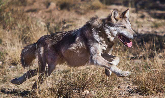 Mexican wolf count up 23 percent, still listed as endangered