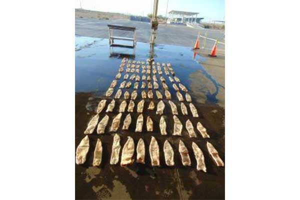 Second Largest Seizure in Arizona of Protected Totoaba Swim Bladders Discovered in San Luis, Arizona Port of Entry