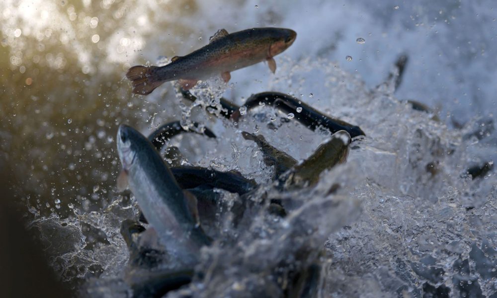 Arizona Game and Fish restocks lakes with fish grown in hatcheries