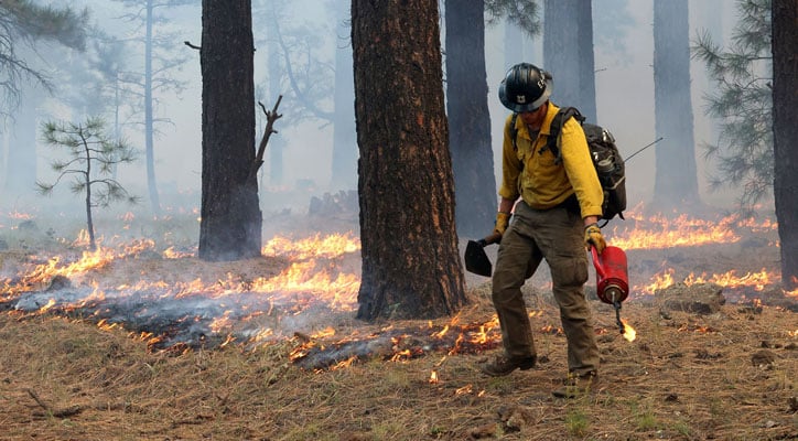 Fighting fire with fire: How prescribed burns protect forests in northern Arizona