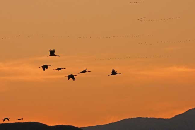 Book now for Wings Over Willcox tours