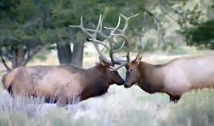 Jump in the ‘pool’ for an elk population management hunt near Safford