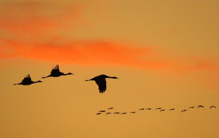 Tours filling fast for the 2024 Wings Over Willcox Birding & Nature Festival