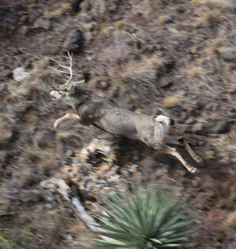 AZGFD conducting aerial winter wildlife survey