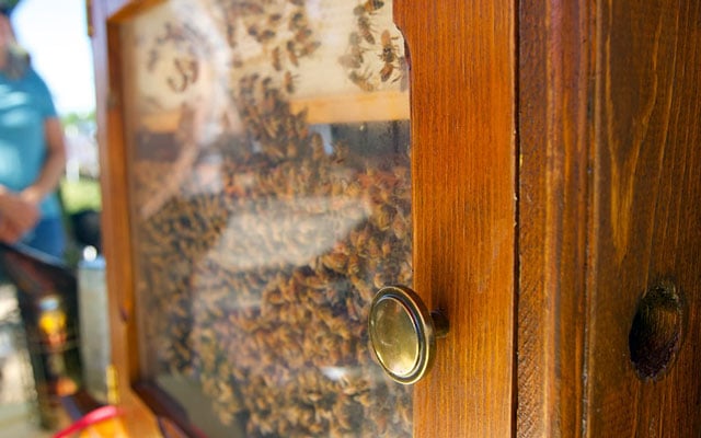 Gardening helps protect threatened bees in Arizona