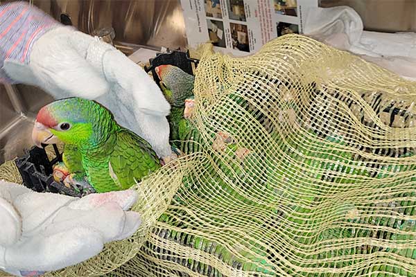 CBP Intercepts 27 Smuggled Amazon Parrots at the Nogales, Arizona Port of Entry