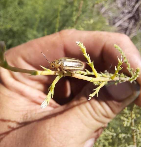 GWP hosting public meeting on restoration, tamarisk beetle