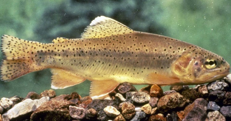 Trout Unlimited releases film on historic Apache trout recovery