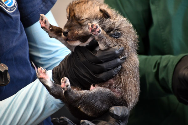 Record number of Mexican Wolf pups fostered in New Mexico and Arizona
