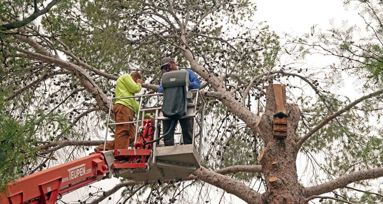 New life emerges from damaging Pima storm