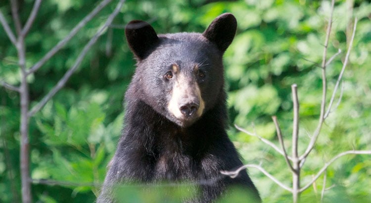 Two black bears were sighted east and south of Safford on the same day
