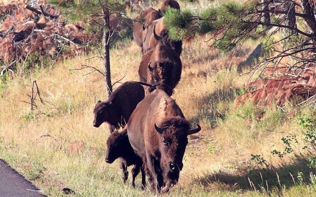 Where the buffalo roamed: Bill would return herds to ancestral Native American lands