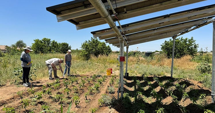 Arizona farmers turn to solar panels to shade crops, save water and generate power