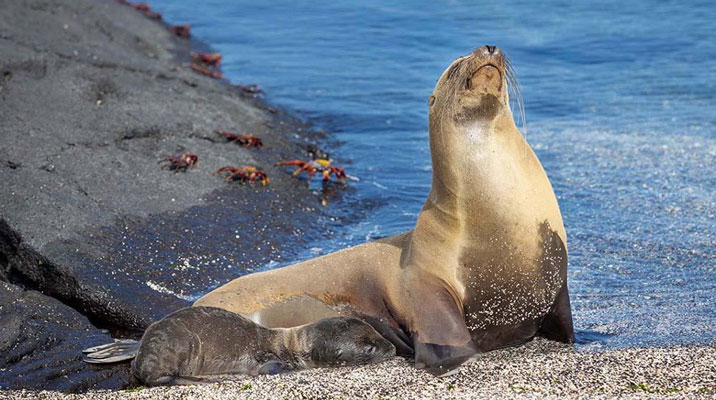 Holidays in The Galapagos Islands: A Slow Travel Sanctuary for Wildlife Enthusiasts