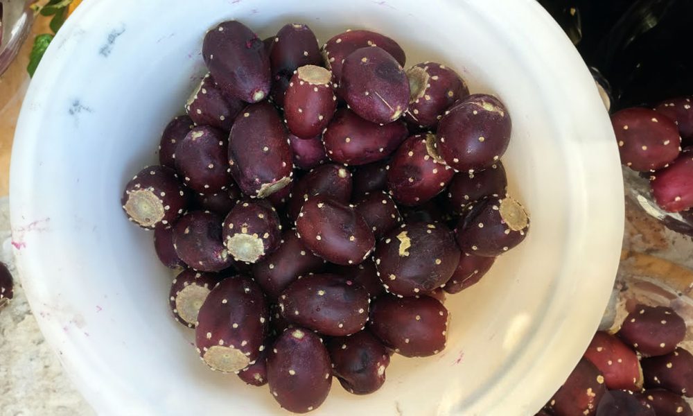 Prickly Pear Festival in Superior on August 24