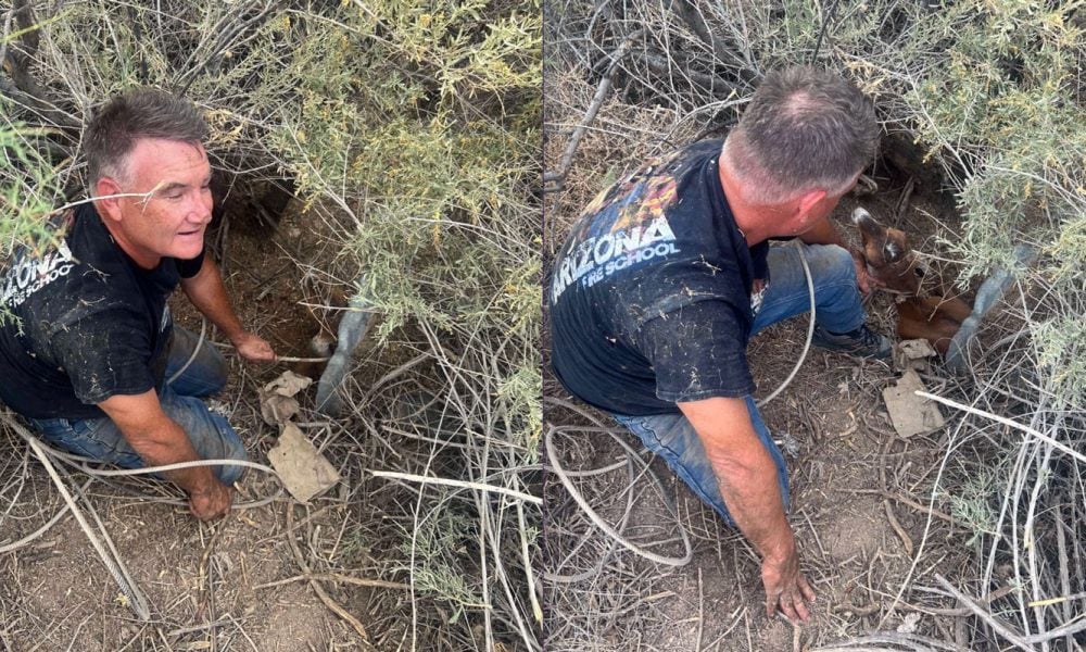 Safford Fire Chief rescues goat
