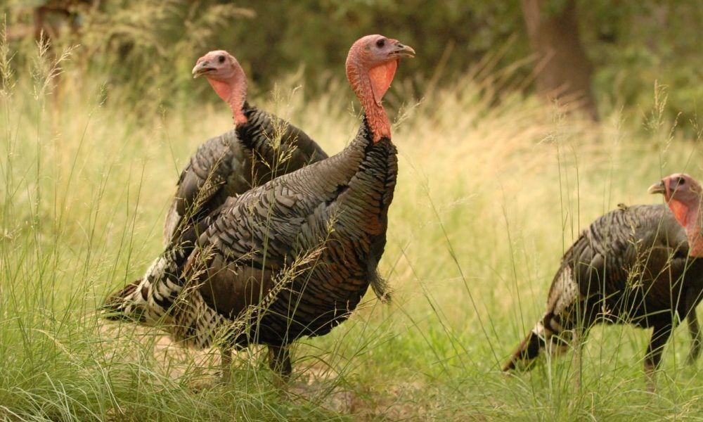 2025 spring hunt applications due by end of day, Tuesday October 1