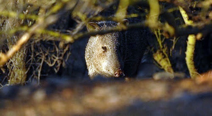 Apply now for 2025 spring hunts