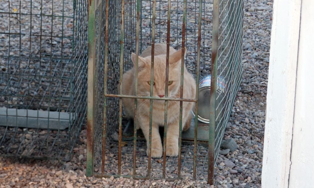 Editorial: The Historical Cat and Dog Debate