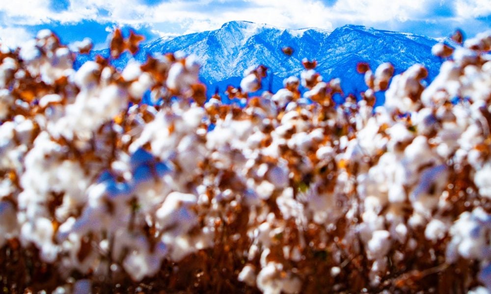 Arizona Cotton Growers Association encourages caution on rural roads during fall harvest