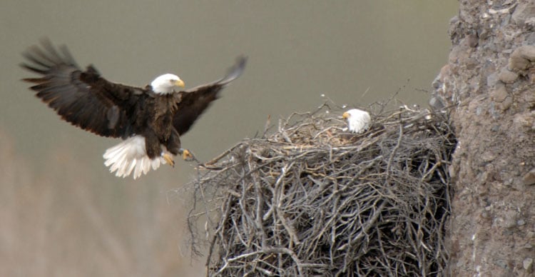 Arizona bald eagle recovery soars to new heights