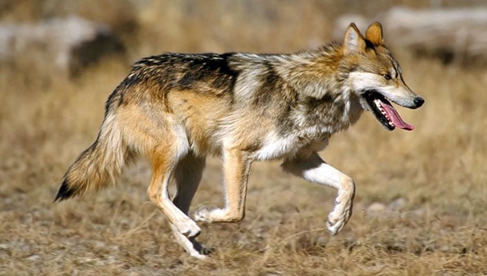 Federal and state officials seek assistance in investigation of Mexican wolf death near Flagstaff