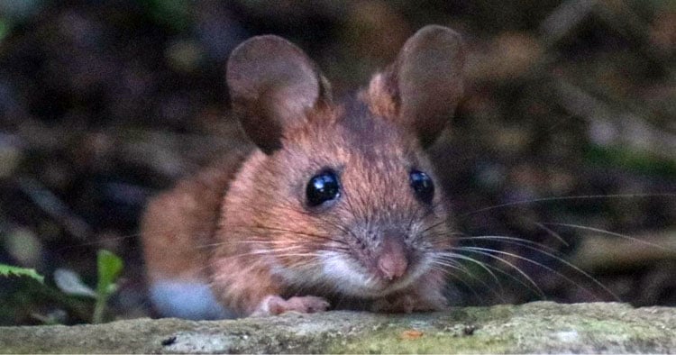 Prevent Mice Damage to Furniture: Effective Strategies for Protection