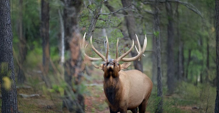 Proposed hunt recommendations available for review