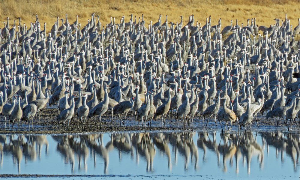 2025 Wings Over Willcox Birding & Nature Festival celebrates winter birds and wildlife