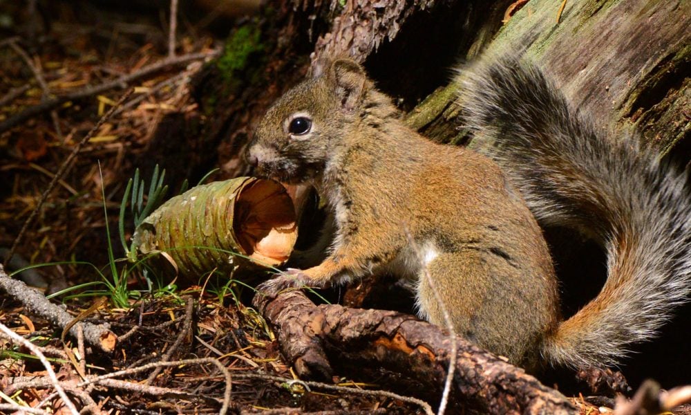 Endangered Mount Graham red squirrel population increases substantially