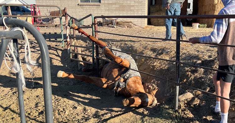 Horse injured after reportedly being spooked by low-flying hot-air balloons 