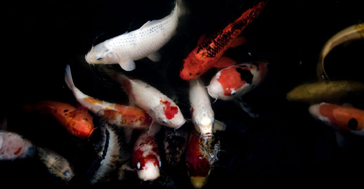 How Does PFAS Contamination Affect Local Ecosystems?
