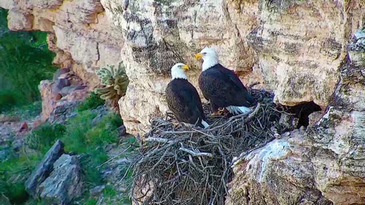 Seasonal restrictions in place as bald eagle breeding begins 
