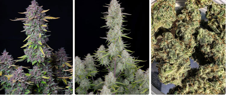 TOP 7 Unknown Benefits and 7 Ways to Use Weed Seeds