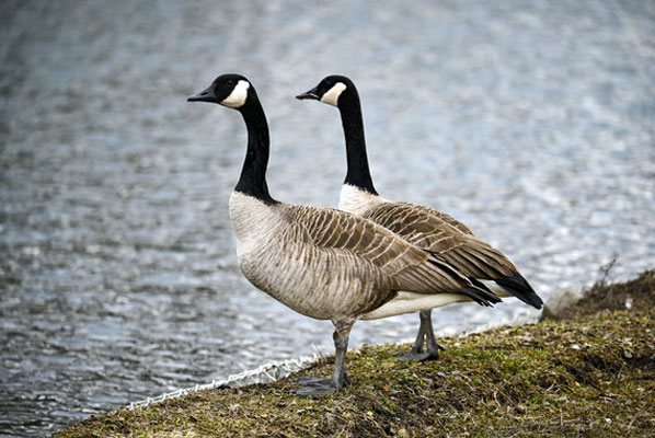 AZGFD issues precautions during avian influenza outbreak
