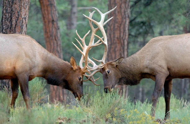 Hunters: 2025 pronghorn, elk draw now open