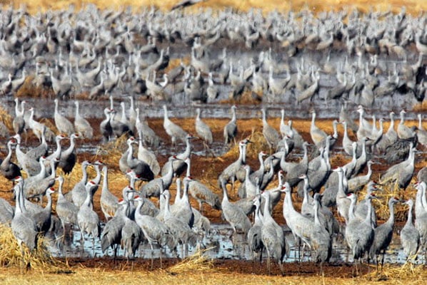 Join AZGFD at Wings Over Wilcox Birding & Nature Festival