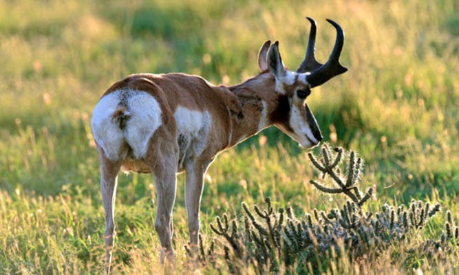 Prepare now for upcoming 2025 pronghorn, elk draw
