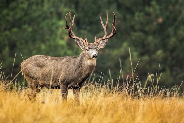 K reward offered for information on poaching of 5 mule deer in Duncan area
